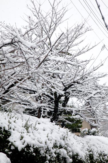 yukigesiki1 yukigesiki1