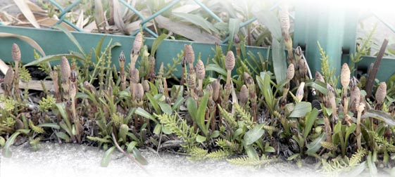 tsukusisizen tsukusisizen