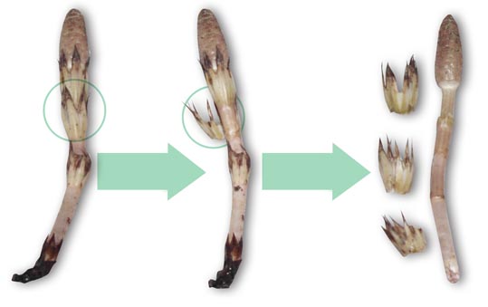 tukusimuki tukusimuki