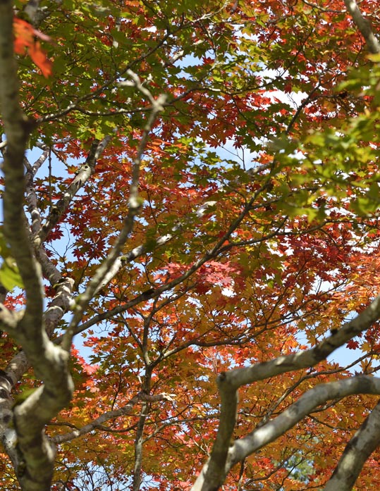 2012akinokouyasan067