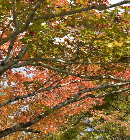 2012akinokouyasan068