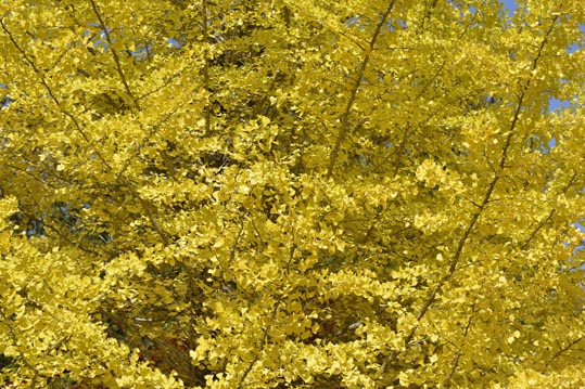 2012akinokouyasan075