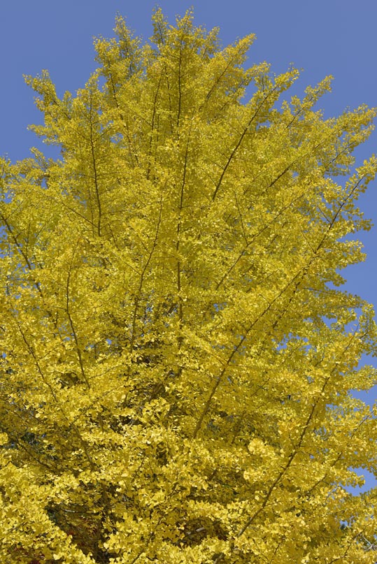 2012akinokouyasan076