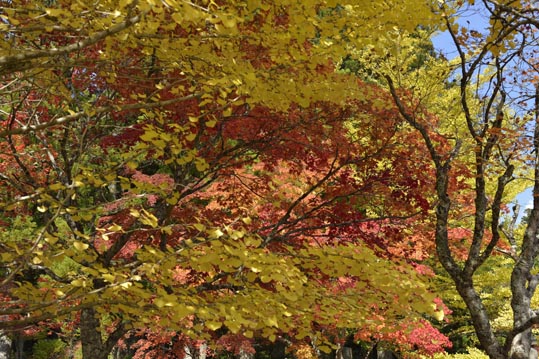 2012akinokouyasan077