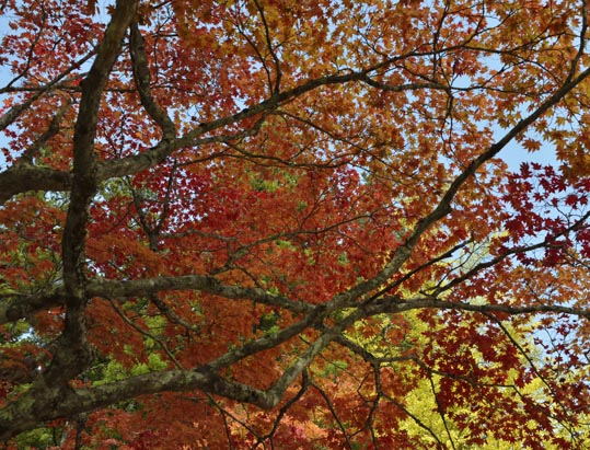 2012akinokouyasan080