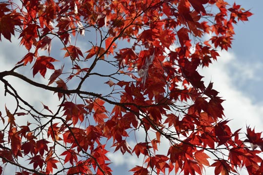 2012akinokouyasan083