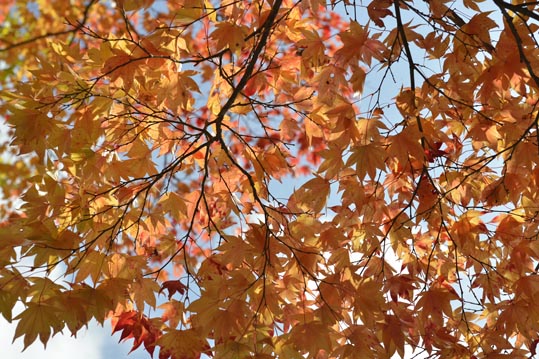 2012akinokouyasan084