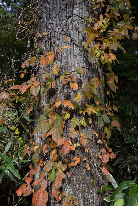 2012akinokouyasan126