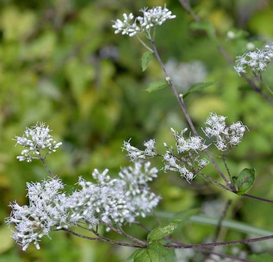 2012akinokouyasan127