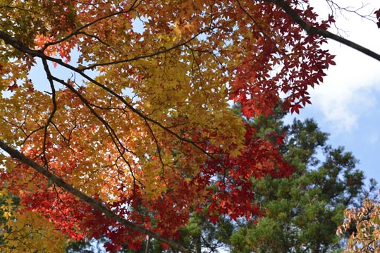 2012akinokouyasan131