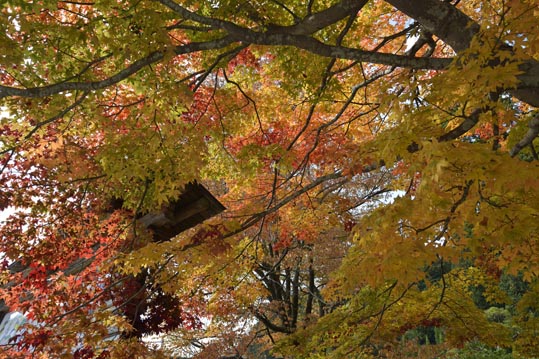 2012akinokouyasan133