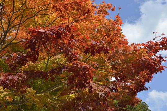 2012akinokouyasan134