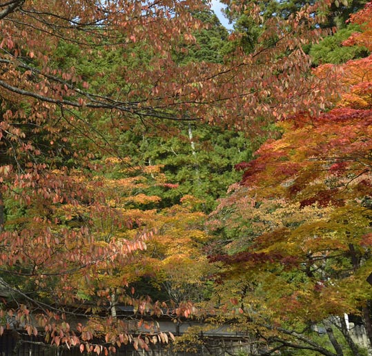 2012akinokouyasan136