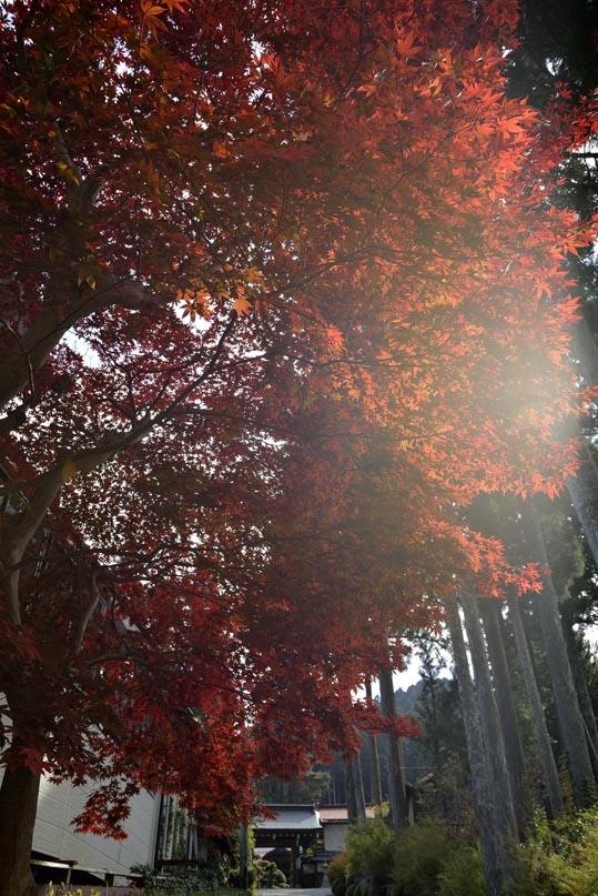 2012akinokouyasan165