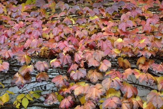 2012akinokouyasan173