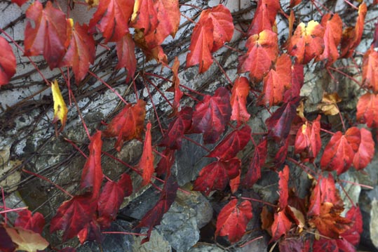 2012akinokouyasan177