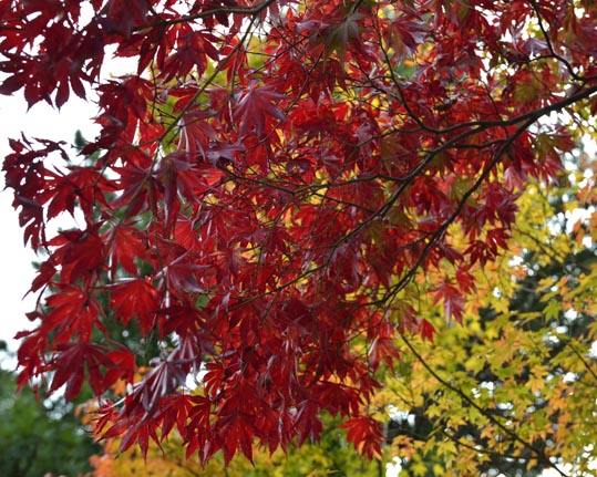 2012akinokouyasan180