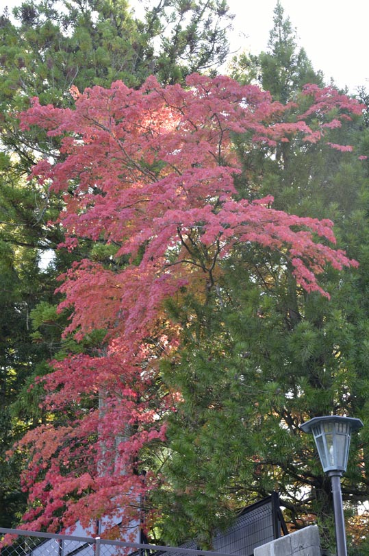 2012akinokouyasan203