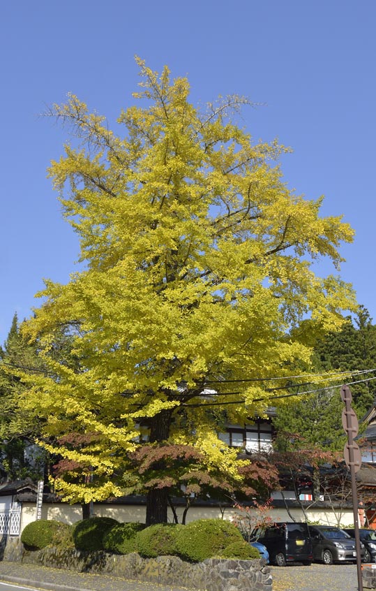 2012akinokouyasan213