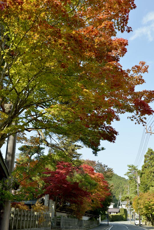 2012akinokouyasan231