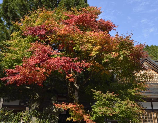 2012akinokouyasan244