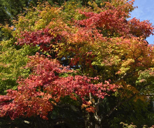 2012akinokouyasan245