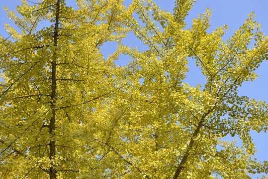 2012akinokouyasan247