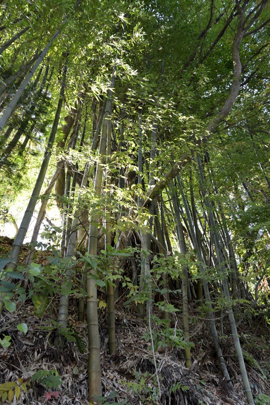 2012akinokouyasan264