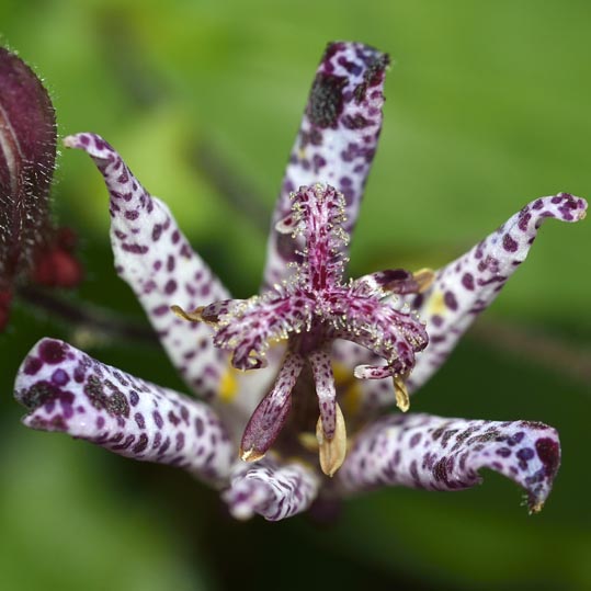 2012akinokouyasan273