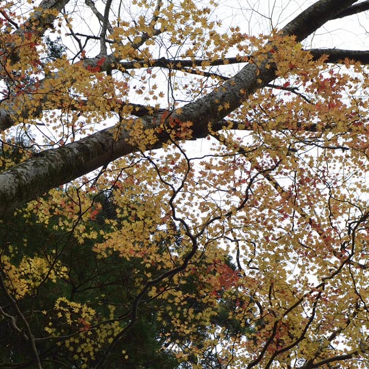 2012kuramaderakifune049