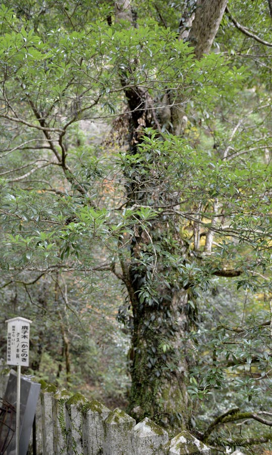 2012kuramaderakifune072