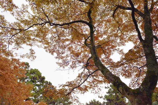 2012kuramaderakifune095