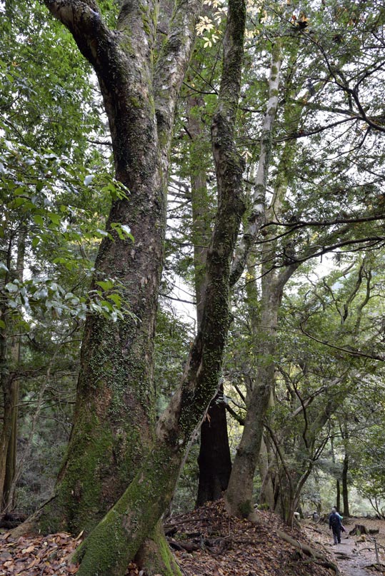 2012kuramaderakifune158