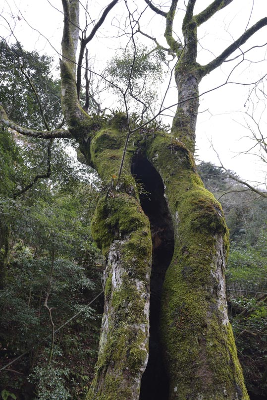 2012kuramaderakifune181