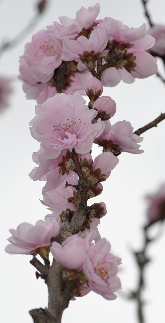 2013nagaikouennosakura004