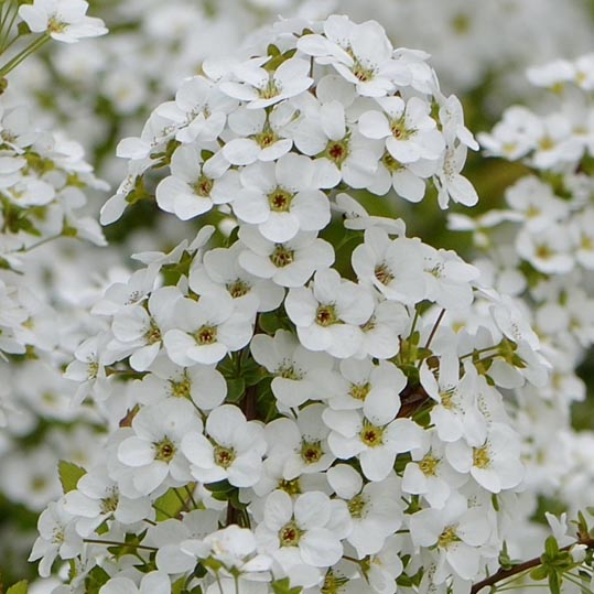 2013nagaikouennosakura0059