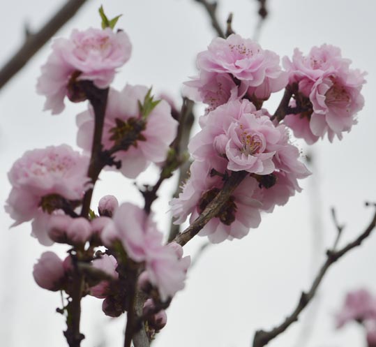 2013nagaikouennosakura006