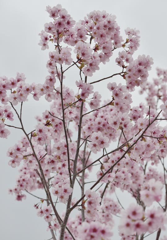 2013nagaikouennosakura007