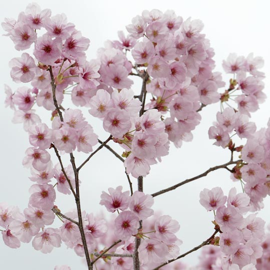 2013nagaikouennosakura008