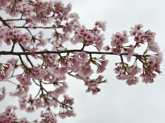 2013nagaikouennosakura013