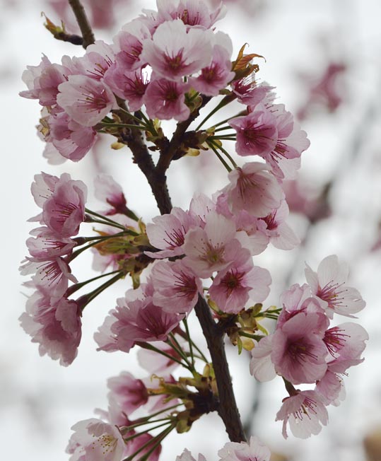 2013nagaikouennosakura015