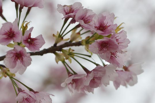 2013nagaikouennosakura016