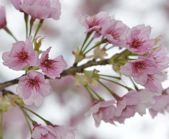 2013nagaikouennosakura017