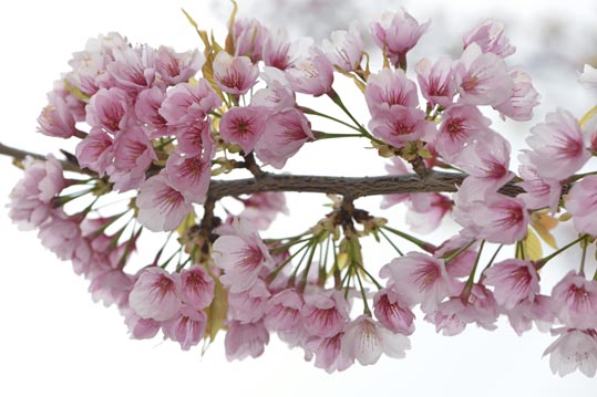 2013nagaikouennosakura020