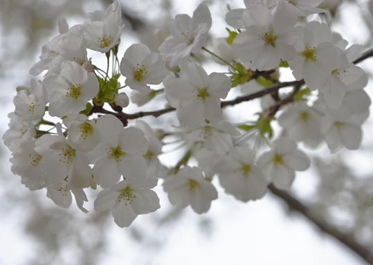 2013nagaikouennosakura023