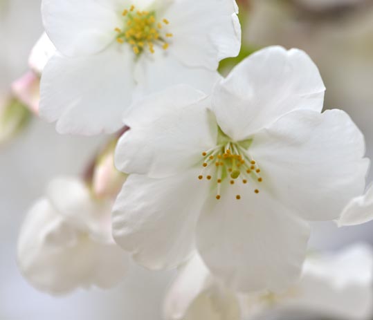 2013nagaikouennosakura024