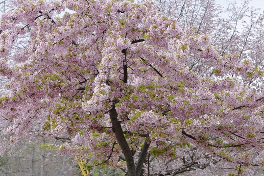 2013nagaikouennosakura025