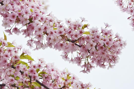 2013nagaikouennosakura026