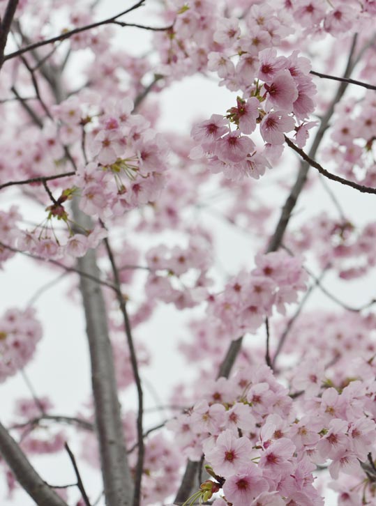 2013nagaikouennosakura034