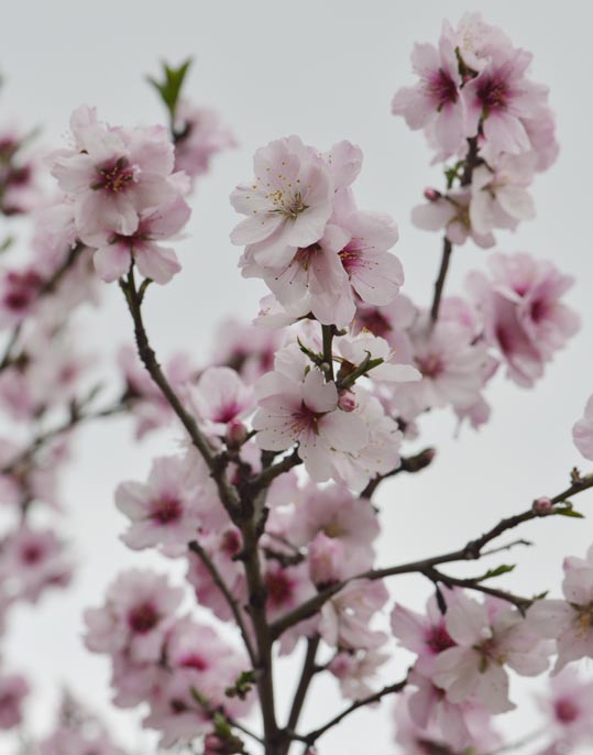 2013nagaikouennosakura037